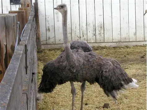 Ostrich ( meat/feather livestock)